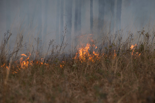 Ein grasbewachsener Bereich mit brennenden Flammen auf der Oberfläche, mit Bäumen im Hintergrund.