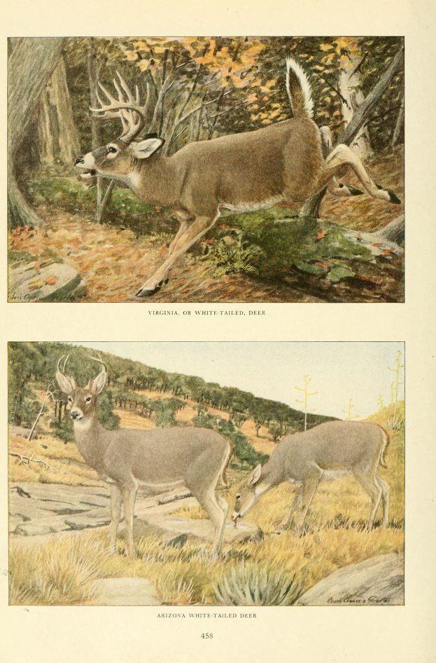 Zwei Hirsche in einem Waldgebiet mit Bäumen und Gras, mit Text am unteren Bildrand.