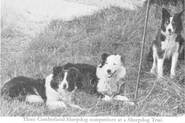 Drei Cumberland-Schäferhunde sitzen auf Gras bei einem Schäferhund-Trial, eingefangen in einem Schwarz-Weiß-Foto, mit Text am unteren Rand des Bildes.