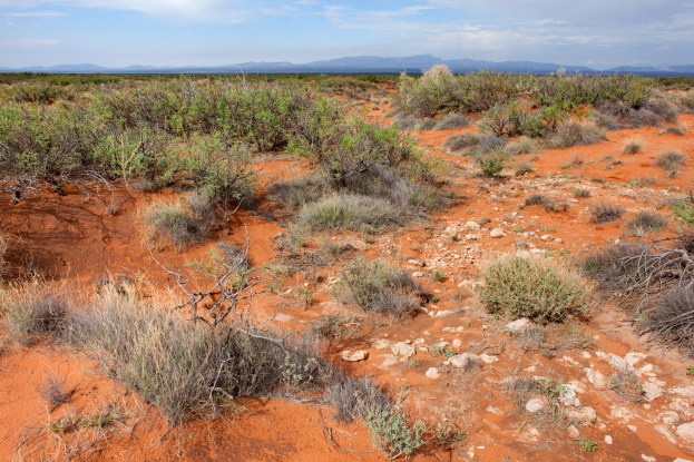 Wüstenlandschaft mit rotem Sand, spärlicher Vegetation, Pflanzen, Steinen, fernen Hügeln und einem bewölkten Himmel.