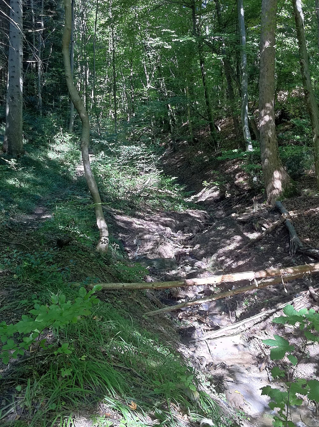 Ein gewundener Pfad durch einen schattigen, bewaldeten Bereich mit hohen Bäumen und leuchtenden Pflanzen auf beiden Seiten, mit Text am unteren Rand.