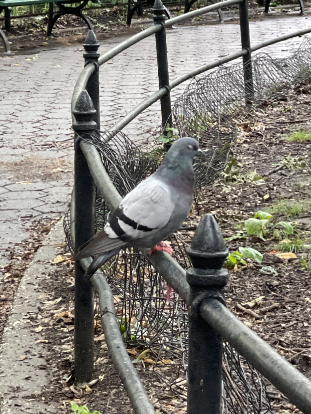 Eine Taube sitzt auf einem Metallzaun in einem Park, mit grünem Gras und gefallenen Blättern darunter, umgeben von Bänken und Bäumen im Hintergrund.