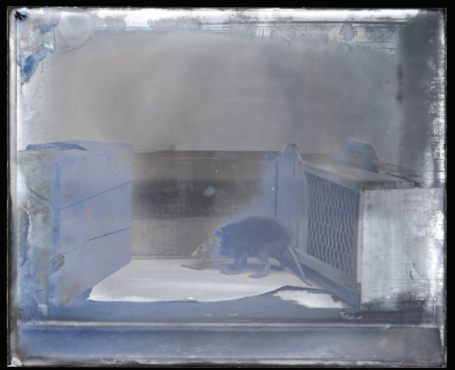 Schwarzes und weißes Foto einer Ratte in einem Käfig, mit einem Zaun und einer Kiste im Hintergrund.