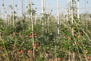 Ein ordentlich angelegter Apfelgarten mit saftig grünen Pflanzen und leuchtend roten Äpfeln vor einem sichtbaren Himmel.