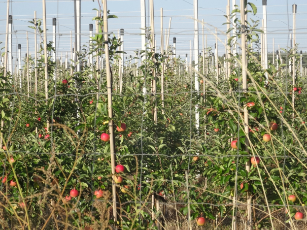 Ein ordentlich angelegter Apfelgarten mit saftig grünen Pflanzen und leuchtend roten Äpfeln vor einem sichtbaren Himmel.