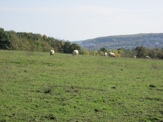 Schafe auf einer eingezäunten grünen Wiese mit Bäumen, Hügeln und einem klaren blauen Himmel im Hintergrund.