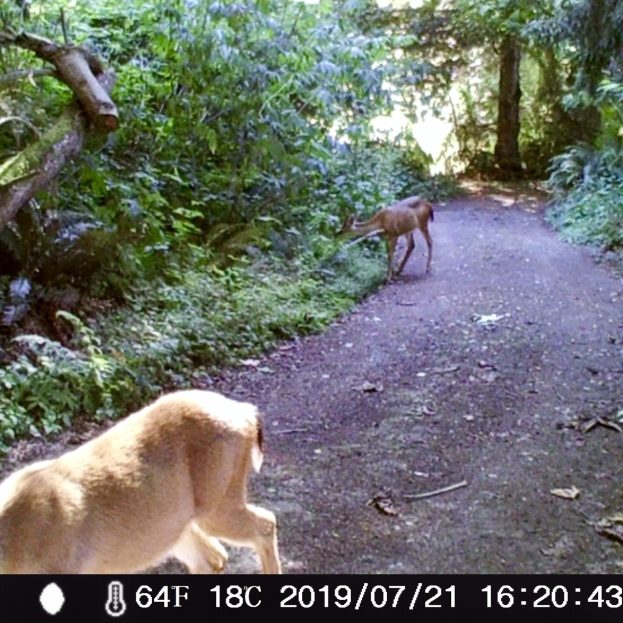Ein Reh, das auf einem Schotterweg durch einen bewaldeten Bereich läuft, mit Bäumen und Pflanzen auf beiden Seiten und Text am unteren Rand des Bildes.