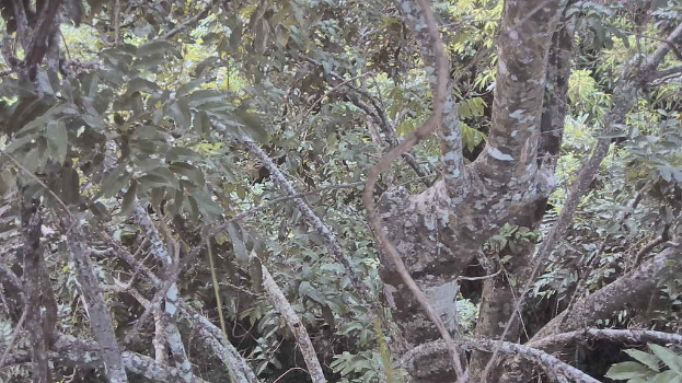 Ein dichter Wald mit zahlreichen grünen Bäumen.