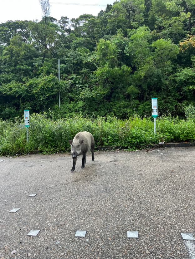 Ein Wildschwein überquert einen Parkplatz neben einem Wald, mit Bäumen und Pflanzen im Hintergrund.
