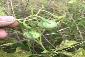 Eine Hand, die einen Bund grüner, mit Mehltau infizierter Tomaten h├Ąlt, mit Pflanzen und Gras im Hintergrund.