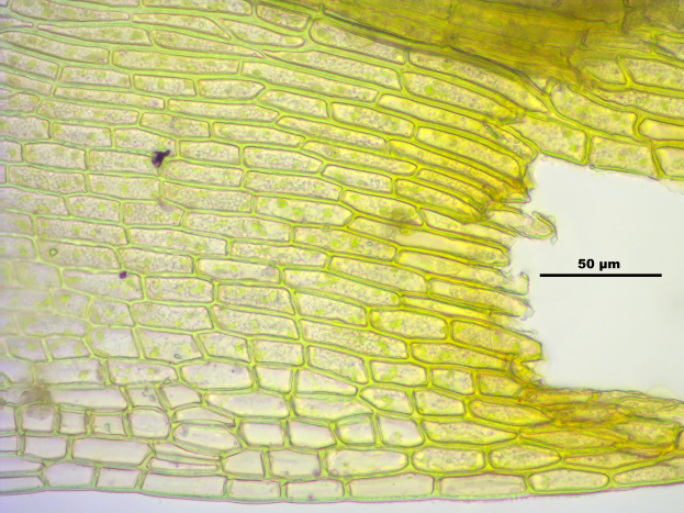 Ein Querschnitt eines Pflanzenstamms mit einem kleinen Loch, der detaillierte innere Strukturen zeigt, neben Text auf der rechten Seite.